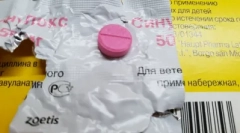 Soninoks: potężny antybiotyk zdrowia kotów